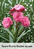 Fleurs-Fruits-Feuilles de nerium oleander