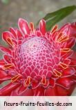 Fleurs de nicolaia elatior