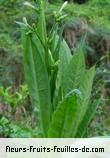 Fleurs-Fruits-Feuilles de nicotiana tabacum