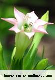 Fleurs de nicotiana tabacum