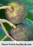 fruits de noronhia emarginata