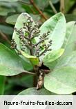 Fleurs-Fruits-Feuilles de nuxia verticillata