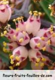 Fleurs de nuxia verticillata