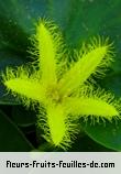 Fleurs-Fruits-Feuilles de nymphoides crenata