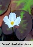 Fleurs de nymphoides cristata