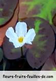 Fleurs-Fruits-Feuilles de nymphoides cristata