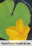 Fleurs-Fruits-Feuilles de nymphoides peltata