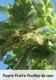 Fleurs-Fruits-Feuilles de obetia ficifolia