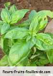 Feuilles de ocimum basilicum