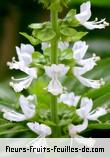 Fleurs de ocimum basilicum