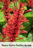 Fleurs-Fruits-Feuilles d'odontonema strictum