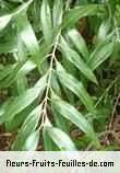 Fleurs-Fruits-Feuilles de olea europea