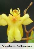 Fleurs-Fruits-Feuilles de oncidium species_1