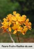 Fleurs-Fruits-Feuilles de oncidium species