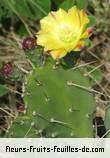 Fleurs-Fruits-Feuilles de opuntia ficus_indica