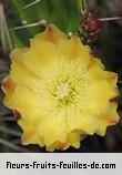 Fleurs de opuntia ficus_indica