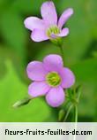 Fleurs-Fruits-Feuilles d'oxalis debilis