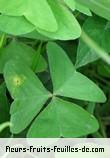 Feuilles de oxalis debilis
