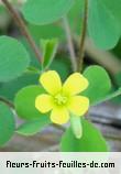 Fleurs-Fruits-Feuilles d'oxalis fontana