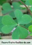 Feuilles de oxalis fontana