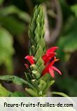 Fleurs-Fruits-Feuilles de pachystachys coccinea