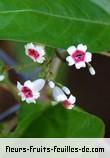 Fleurs-Fruits-Feuilles de paederia foetida