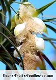 Fleurs de pandanus montanus