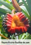 Feuilles de pandanus purpurescens