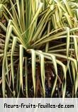 Fleurs-Fruits-Feuilles de pandanus sanderi