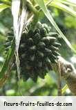 Fleurs-Fruits-Feuilles de pandanus sylvestris