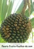 Fruit de pandanus utilis