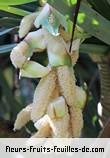 Fleurs de pandanus utilis