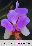 Fleurs-Fruits-Feuilles de papilionanthe teres