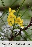 Fleurs-Fruits-Feuilles de parkinsonia aculeata