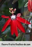 Fleurs de passiflora miniata