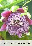 Fleurs de passiflora quadrangularis