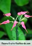 Fleurs-Fruits-Feuilles de pedilanthus tithymaloides