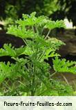 Feuilles de pelargonium graveolens