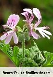 Fleurs de pelargonium graveolens