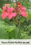 Fleurs-Fruits-Feuilles de pelargonium species