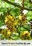 Fleurs de peltophorum pterocarpum