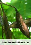 Fruit de peltophorum pterocarpum