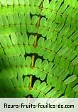 Feuilles de peltophorum pterocarpum