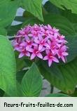Fleurs de pentas lanceolata