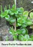 Fleurs-Fruits-Feuilles de peperomia elliptica