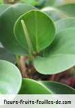 Feuilles de peperomia glabella