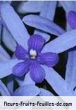 Fleurs-Fruits-Feuilles de petrea volubilis