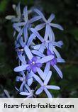 Fleurs de petrea volubilis