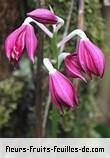 Fleurs de phaius pulchellus
