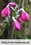 Fleurs-Fruits-Feuilles de phaius pulchellus